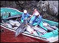 Stop the Taiji Dolphin Slaughter!
